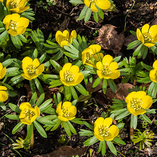 British Native Aconites In the Green British Native Aconites In the Green