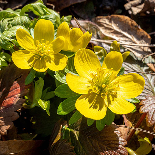 British Native Aconites In the Green British Native Aconites In the Green