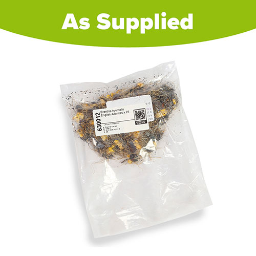 British Native Aconites In the Green