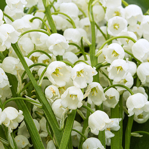 Lily of the Valley Lily of the Valley