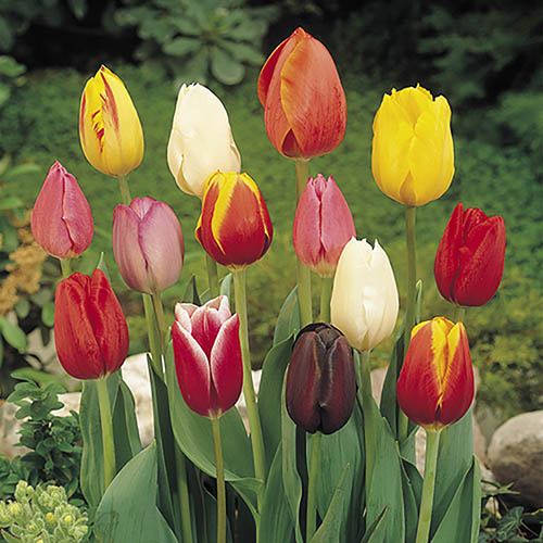 Triumph Tall Tulip Mix YouGarden