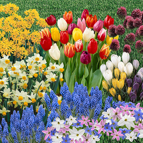 Complete Spring Flowering Bulb Collection x300 bulbs