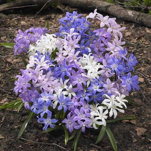 Chionodoxa (glory of the snow) 75 bulbs YouGarden