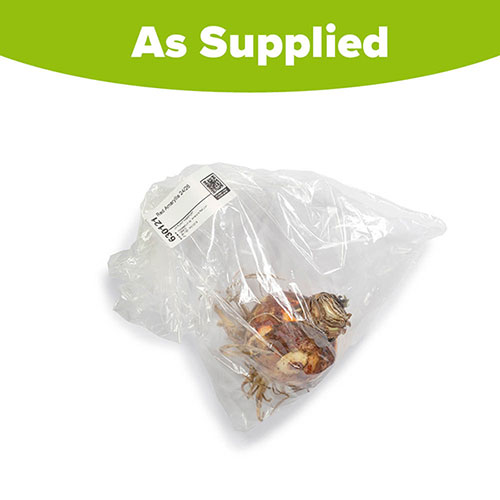 Red Amaryllis Bulb Red Amaryllis Bulb