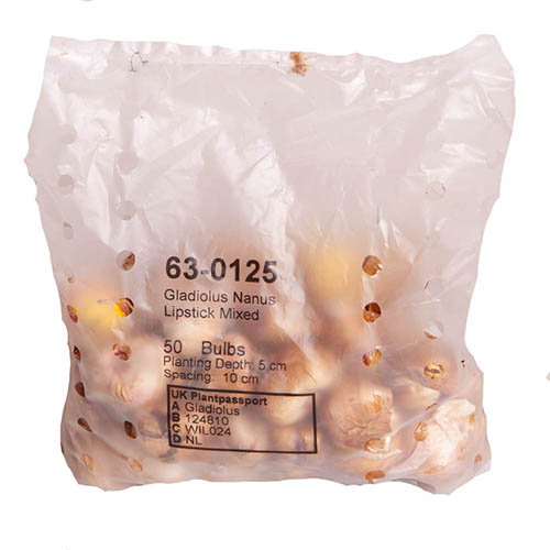 Dwarf Gladiolus nanus Lipstick mix Dwarf Gladiolus nanus Lipstick mix