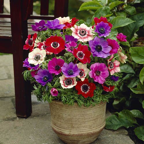 Anemone de Caen 50 bulb pack | YouGarden