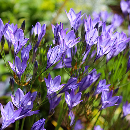 Plant-O-Mat Acidanthera and Brodiaea Mix