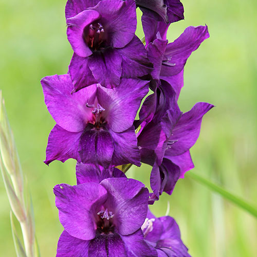 Gladiolus & Freesia Drop-In Bulb Pack Gladiolus & Freesia Drop-In Bulb Pack