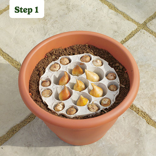 Gladiolus & Freesia Drop-In Bulb Pack Gladiolus & Freesia Drop-In Bulb Pack