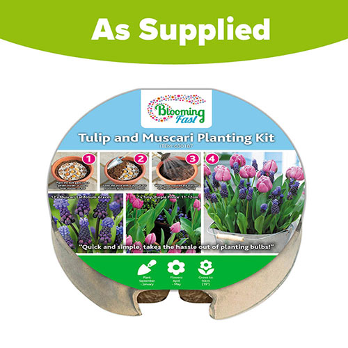 Blooming Fast Drop In Bulb Planter Tulip and Muscari Kit