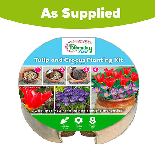 Blooming Fast Drop In Bulb Planter Tulip and Crocus Kit