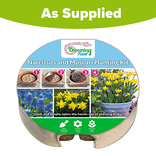 Blooming Fast Drop In Bulb Planter Narcissus and Muscari Kit Blooming Fast Drop In Bulb Planter Narcissus and Muscari Kit