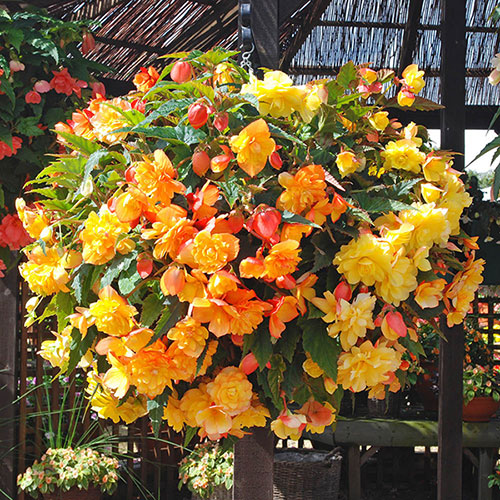 Begonia Apricot Shades