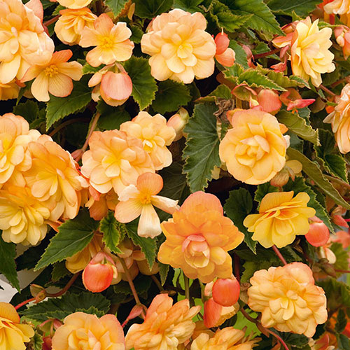 Begonia Apricot Shades