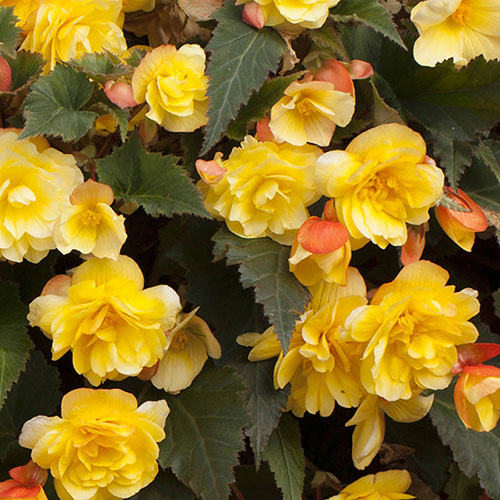 Begonia Apricot Shades