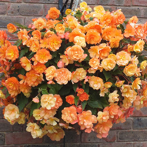 Begonia Apricot Shades