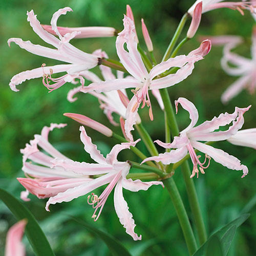 Nerine Hybridisers Mix