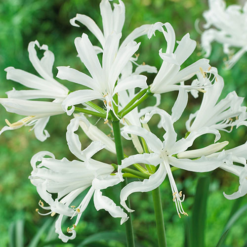 Nerine Hybridisers Mix