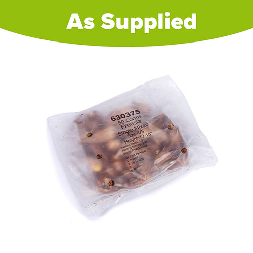 Freesia Single Corms Collection
