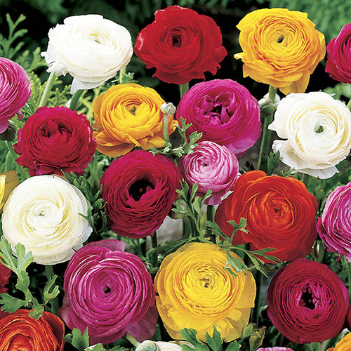 Mixed Colour Ranunculus