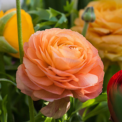 Mixed Colour Ranunculus