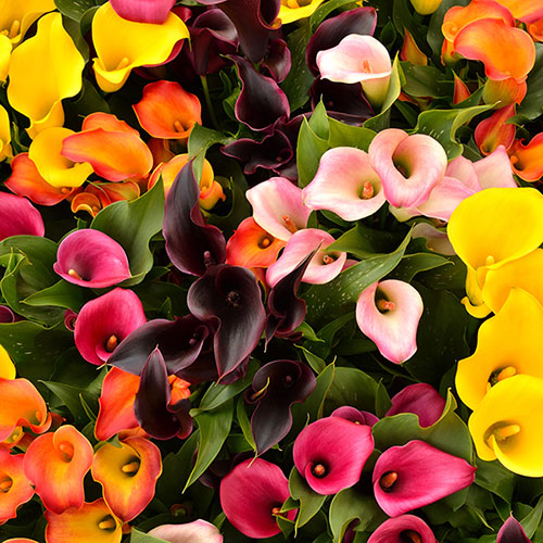Colourful Calla Lily Collection Colourful Calla Lily Collection