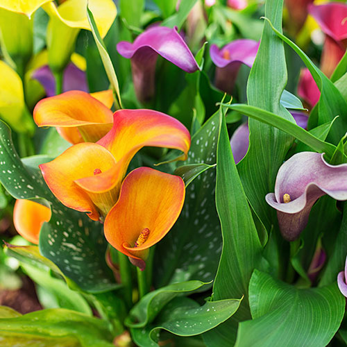 Colourful Calla Lily Collection Colourful Calla Lily Collection