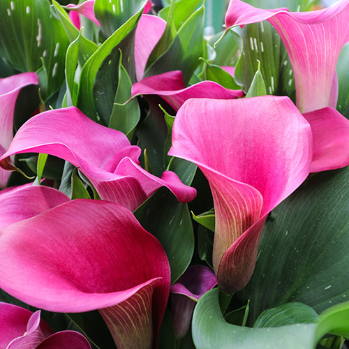Colourful Calla Lily Collection Colourful Calla Lily Collection