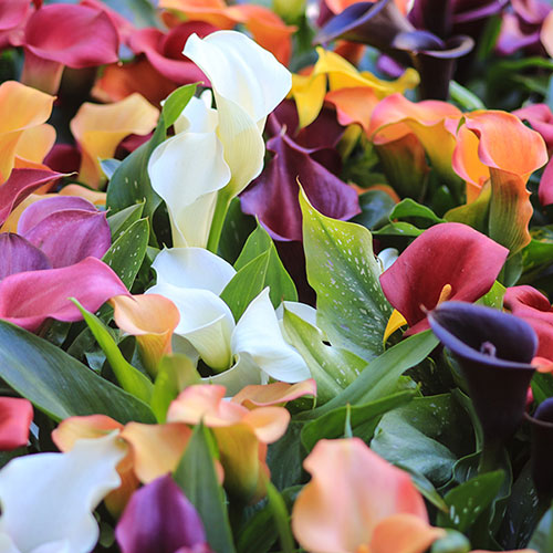 Colourful Calla Lily Collection Colourful Calla Lily Collection