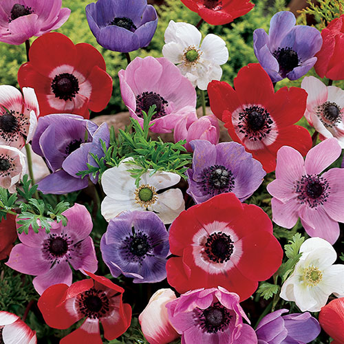 Anemone Bulb Mix