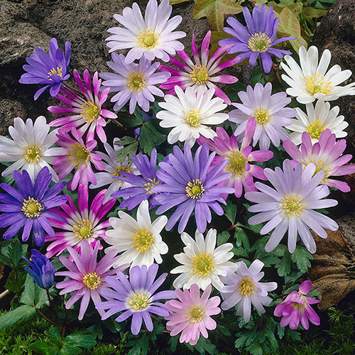 Anemone Bulb Mix