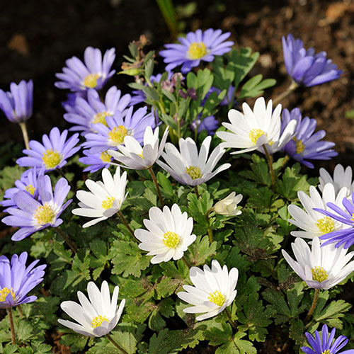 Anemone Bulb Mix