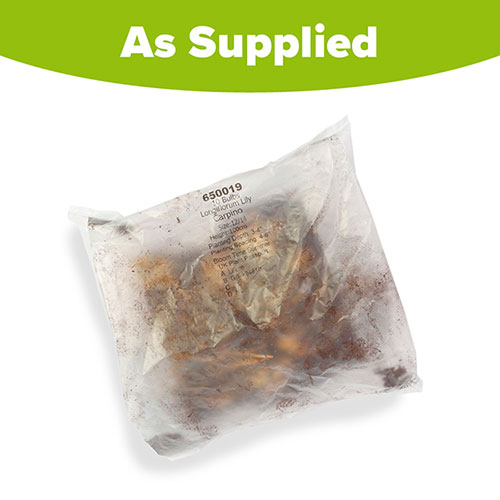 Longiflorum Lily Carpino