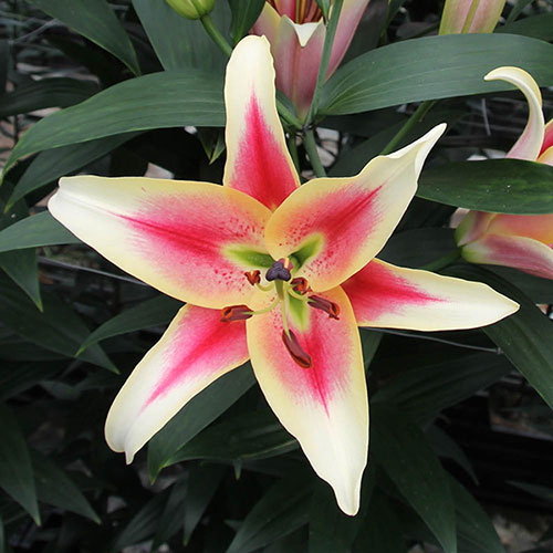 Skyscraper Lily Candy Club