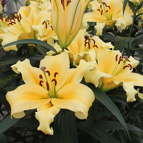 Skyscraper Lily Shine On