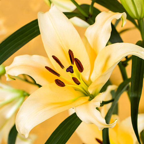 Skyscraper Lily Shine On