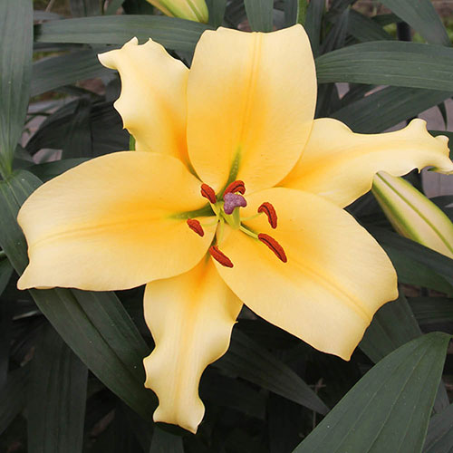 Skyscraper Lily Shine On