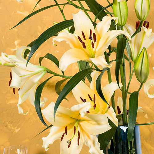 Skyscraper Lily Shine On