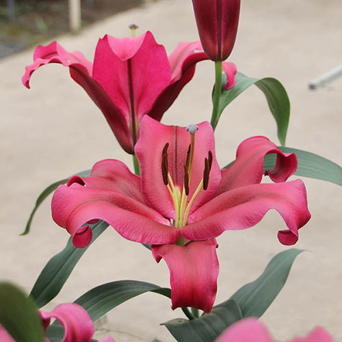 Skyscraper Lily Palazzo