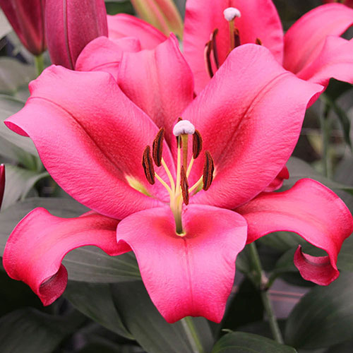 Skyscraper Lily Palazzo