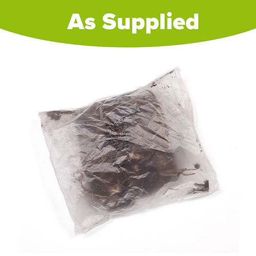 Pollen-Free Lily Butterfly Double Collection