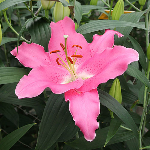 Lily Dinner Plate Binasco Lily Dinner Plate Binasco