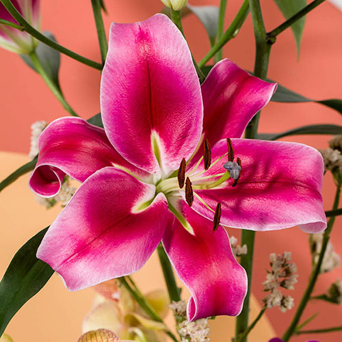 Lily Dinner Plate Red Desire