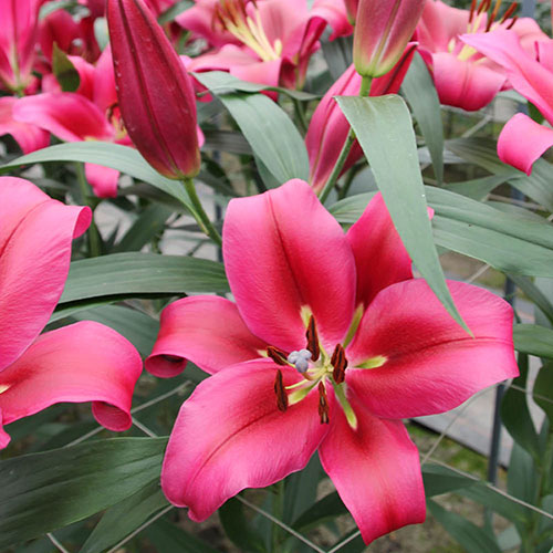 Lily Dinner Plate Red Desire