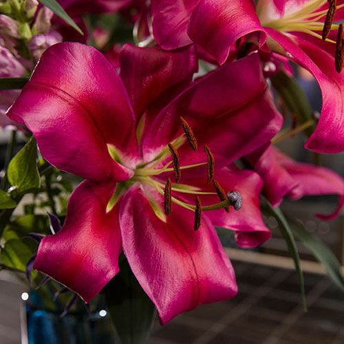 Lily Dinner Plate Red Desire