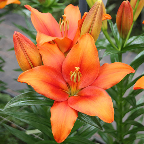 Lily Amber Waves Lily Amber Waves