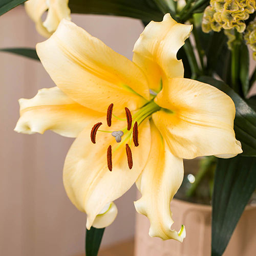 Skyscraper Lily Collection Skyscraper Lily Collection