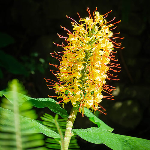 Hardy Ginger Lily - Hedychium