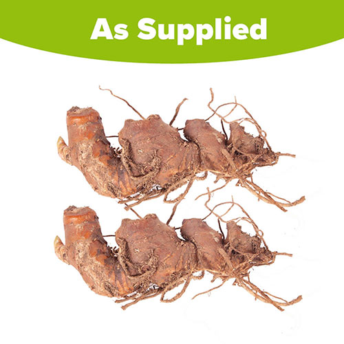 Hardy Ginger Lily - Hedychium