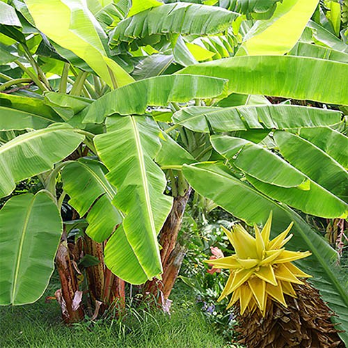 Pair of Architectural Banana Plants